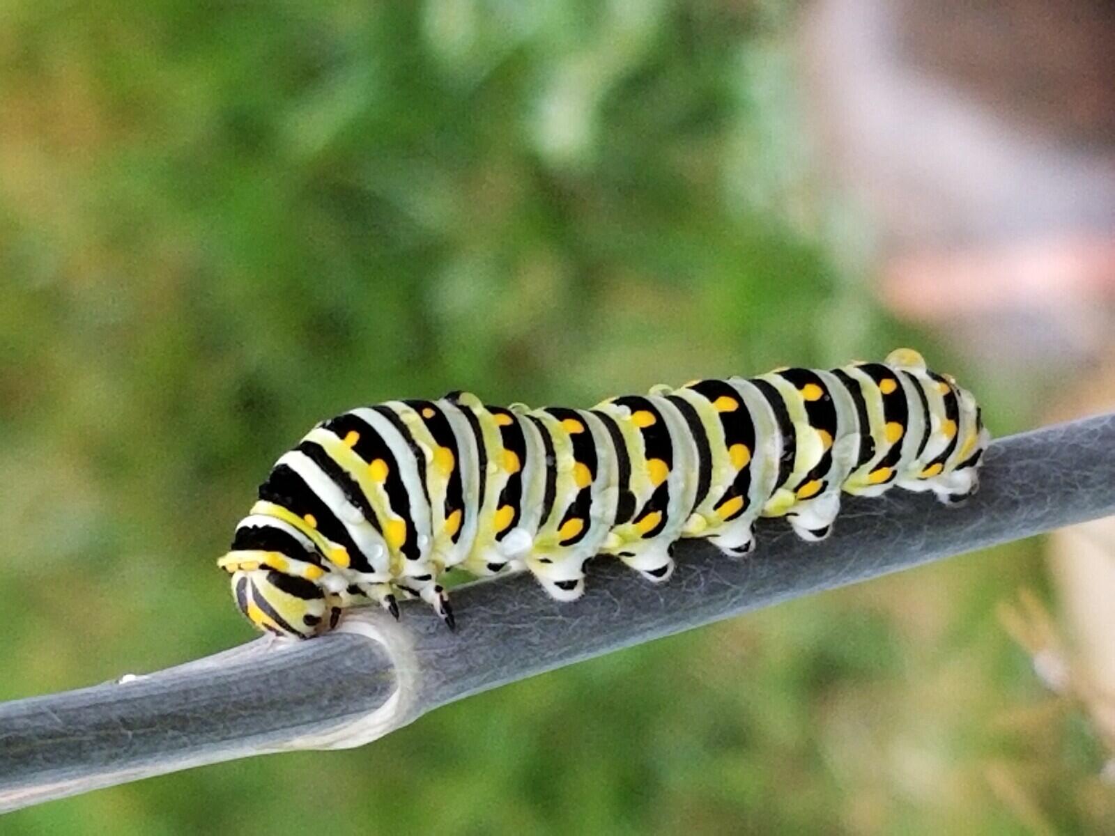 Swallowtail caterpillar feeding on fennel in Kansas City, MO by Bennette Dibbens